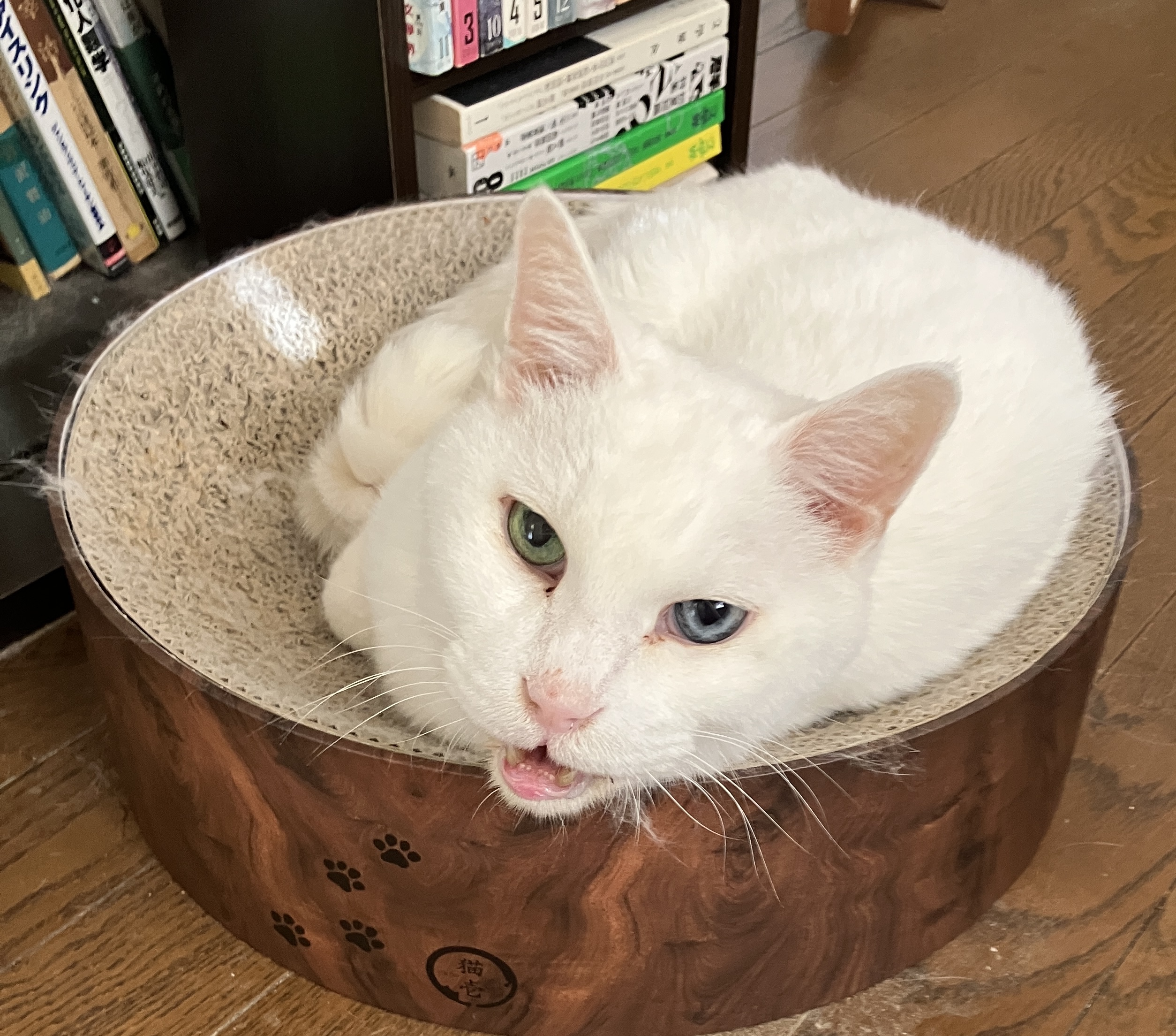 緑と青の瞳をもつ白い猫、おもちの朝